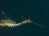 weedy-seadragons-050