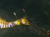 Closeup of the head