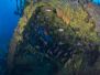 2012-01-29 SS Coogee