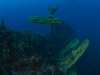 ss-coogee-017