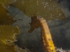 Seahorse