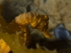 Seahorse