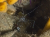 Shrimp
