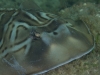 Closeup of a Ray