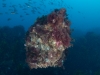 svens-reef-006