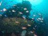 svens-reef-019