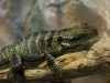 sydney-aquarium-041