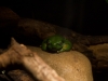 sydney-aquarium-042