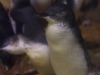 sydney-aquarium-057