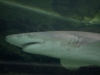 sydney-aquarium-087