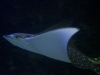 sydney-aquarium-091