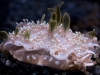 sydney-aquarium-115
