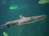 sydney-aquarium-150