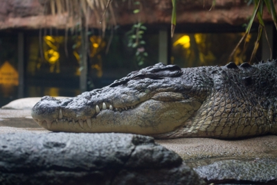sydney-wildlife-167