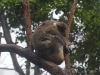 sydney-wildlife-039
