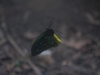 sydney-wildlife-047