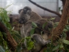 sydney-wildlife-065