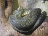 sydney-wildlife-070