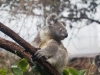 sydney-wildlife-085