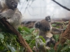 sydney-wildlife-088