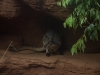 sydney-wildlife-098