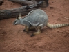 sydney-wildlife-106