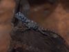 sydney-wildlife-125