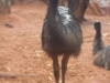 sydney-wildlife-131