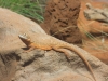 sydney-wildlife-146