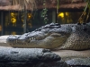 sydney-wildlife-167