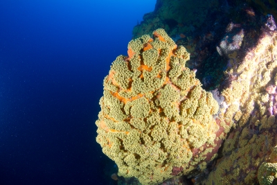 Corals at Pinnacles