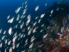 Fish life at Pinnacles