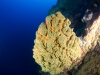 Corals at Pinnacles