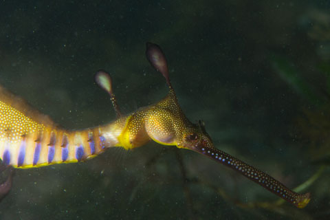 Weedy Seadragon