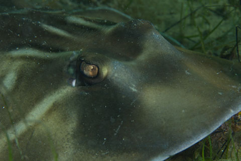 Fiddler Ray