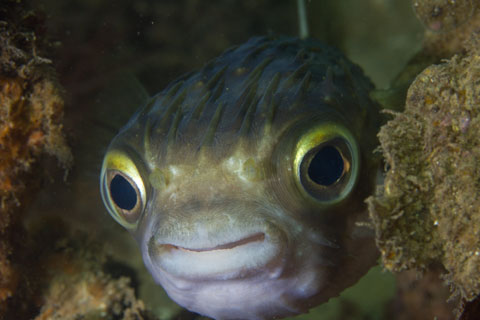 Smile