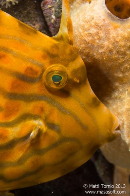 Nice Leatherjacket closeup