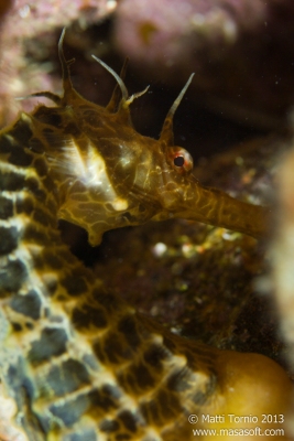 Moody Seahorse shot