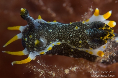 Hedgpeth's Dorid closeup