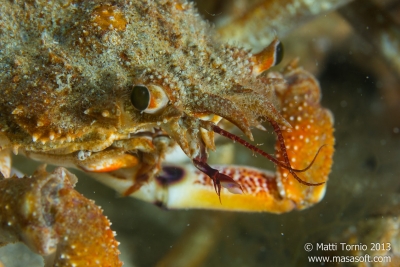 Spider crab closeup