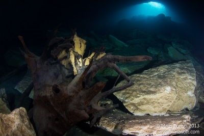 Tree stump in main chamber