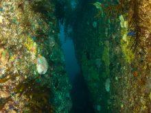 Kelp canyon