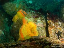 Big sponges