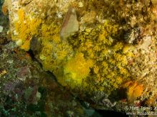 Reef closeup