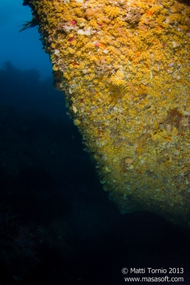 Big zoanthid wall