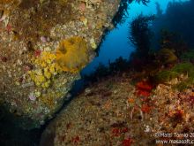 Colorful reef