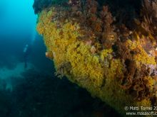 Along the reef