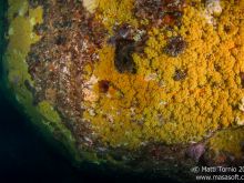 Zoanthids