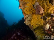 Reef closeup