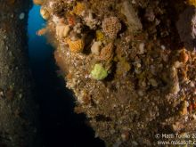 Sponges on the wall
